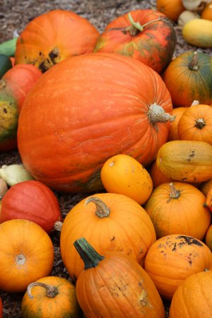 Rick Bartlett Photos Pumpkins